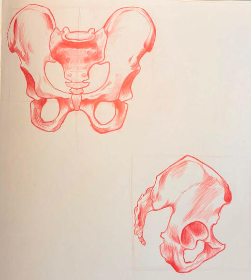 Pelvic Bone Study [Prismacolor Colerase Pencil on Paper] (November 2025)